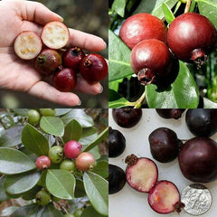 Cây ?i sim - 1 Feet Tall - Ship in 6" Pot - Psidium guajava - Sweet & Tasty Tropical Guava Plant for Home Garden