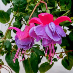 Fuchsia Winston Churchill Live Plant in 6" Pot - Fuchsia magellanica - Vibrant Pink Flowers for Gardens and Containers