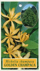 Gold Champaca Plant - 2 Feet Tall in 3 Gallon Pot - Fragrant Yellow Flowers - Michelia champaca
