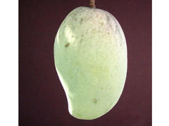 Grafted Mango Tree - 1ft Tall - Pim Saen Mun Variety - Mangifera indica - Live Plant in 3gal Pot - Sweet Tropical Fruit