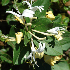 Honeysuckle Vine 6” Pot Lonicera japonica ‘Halliana’ Fragrant Cream Flowers Erosion Control Ground Cover