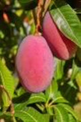 Grafted Mango Tree 1/2 Gallon Tommy Atkins Variety (Mangifera indica) - Juicy, Sweet Fruit, Ideal for Containers
