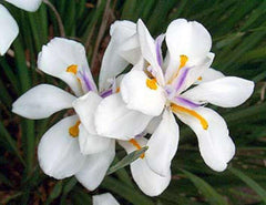 White African Iris in 6" Pot - Dietes Iridioides, Fortnight Lily, Perennial Plant with Elegant White Flowers