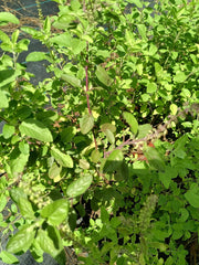 Large Rama Tulsi Plant - 12-14 Inch Holy Basil in Half Gallon Pot - Ocimum sanctum - Bushy Green Stem Plant