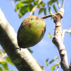 American Butternut Tree 2 Foot Juglans cinerea - Self-Pollinating, Buttery Sweet Nuts, Cold-Hardy Variety, Immediate Shipping