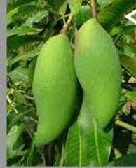 Falan Sea Mango Tree - Grafted - 1 ft Tall - Live Plant in 6" Pot - Mangifera indica - Rare Thai Variety