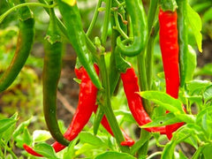 Thai Dragon Pepper Live Plant - 3” Pot - Capsicum annuum