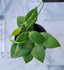 Hoya Fitchii Live Plant in 3" Pot + Free Rooted Cutting - Perfect for Indoor Gardening - Hoya Carnosa Family