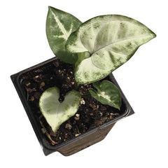Organic Arrowhead Plant 2.5-inch Pot Syngonium podophyllum African Evergreen Indoor Houseplant