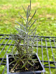 Organic Curry Plant in 2.5-inch Pot, Helichrysum italicum, Fragrant Herb, Italian Strawflower, Immortelle for Garden or Home