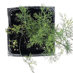Organic Dill Plant 2.5 Inch Pot Culinary Herb Anethum graveolens - Fresh Flavor for Gardens, Patios, and Windowsills