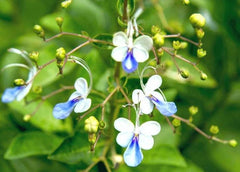 Blue Butterfly Bush Plant in 6” Pot, Clerodendrum Ugandense, Low Maintenance with Pale Blue and White Flowers