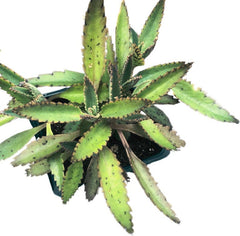 Mother of Thousands Plant 2.5 Inch Pot - Organic Kalanchoe daigremontiana Succulent House Plant by Smoke Camp Crafts