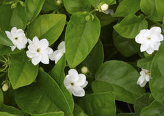 Large Arabian Jasmine Plant | Jasminum sambac | Fragrant Indoor/Outdoor Bush in Half Gal Pot | 14-18 Inch Height