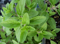Organic Italian Oregano Plant in 2.5-Inch Pot - Origanum vulgare - Drought Tolerant Herb for Cooking and Seasoning