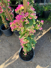 Pink and White Bougainvillea Plant in 3 Gal Pot - Bougainvillea glabra - Vibrant Floral Display for Gardens and Patios