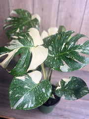 Monstera Thai Constellation Plant in 6" Pot - Monstera deliciosa Variegated Houseplant with Unique Leaf Patterns