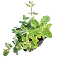 Organic Pineapple Mint Plant in 2.5-inch Pot - Variegated Mentha suaveolens - Aromatic Mint for Teas and Desserts