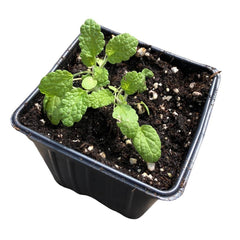 Organic White Horehound Plant in 2.5-inch Pot - Marrubium vulgare - Perennial with Gray-Green Foliage and White Flowers