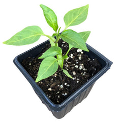 Hungarian Wax Hot Pepper Plant in 2.5-Inch Pot | Capsicum annuum | Organic | Medium-Hot, Great for Frying & Pickling