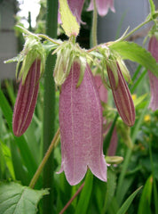 Campanula Punctata Starter Clump - Hardy Perennial for Zones 3-9 - Full Sun - Bareroot Plant