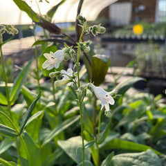 Foxglove Beardtongue Live Plant 4" Pot - Penstemon digitalis - Native North American Perennial for Full Sun to Part Shade