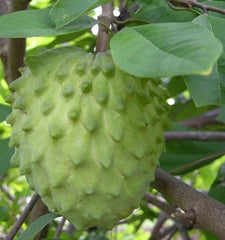 Atemoya Priestly Tree - Grafted 3 Gallon Pot - Annona Hybrids - Tropical Fruit Plant for Home Garden