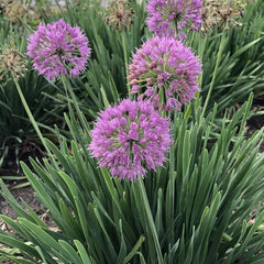 Allium Bulbs - Bareroot Clump - Serendipity Variety - Allium Serendipity