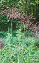Miscanthus Grass Bareroot Plant - Miscanthus sinensis - Ornamental Perennial for Gardens