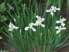 Siberian Iris Bareroot Plants - White Variety - Easy Care Perennial - Iris sibirica - Zones 3-8, Sun to Shade
