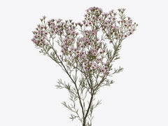 Waxflower Plant - 1 ft - Chamelaucium uncinatum 'Jupiter Solar' - Purple Light Violet Blooms for Garden & Floral Arrangements