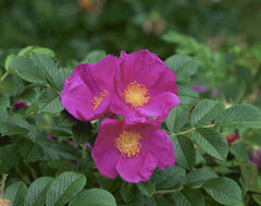 Rugosa Rose Starter Plant - Bareroot - Sharp Spines - Rosa rugosa