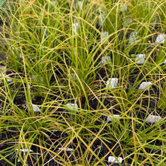 Live Plant 3.5" Pot - Orange New Zealand Sedge (Carex testacea) - Full Sun to Part Shade - Zones 6-10
