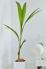 Dwarf Coconut Tree 2-3ft in 2 Gal Pot | Indoor Ornamental Plant for Air Quality | Cocos Nucifera