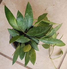 Hoya Gracilis Plant - Small Rooted Hoya + Free Cutting - Easy Care Houseplant - Hoya carnosa family