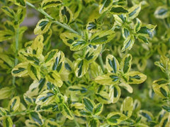 Ceanothus thyrsiflorus 'El Dorado' - 1ft Tall Evergreen Shrub in 6" Pot - Variegated Dark Green & Blue Flowers