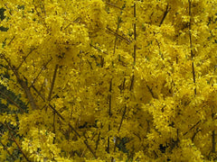 Lynwood Gold Forsythia Shrubs - 2 Pack, Bright Yellow Flowers, Forsythia x intermedia 'Lynwood', 4" Container