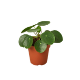 Pilea Peperomioides Chinese Money Plant | Easy Care Coin-Shaped Leaves | House Plant Shop