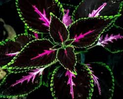 20 Rare Coleus Seeds - Stunning Pink, Black & Green Leaves - Unique Foliage Plant for Garden, Containers, Indoors, Landscaping