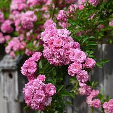 Peggy Martin Rose Cuttings - 5 Pack - 7-8" Thornless Climber - Disease Resistant - Spring/Fall Blooms - - Fast Grower