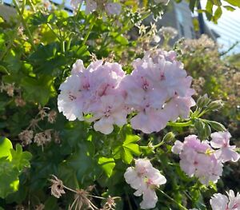 Pelargonium Peltatum 2 Cuttings 6" White-Pink Ivy Geranium Trailing Plant