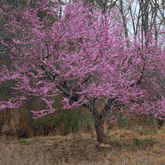 1 Eastern Redbud Tree - Cercis canadensis | 14–18” Live Bare Root | Native Flowering Tree for Landscape & Wildlife