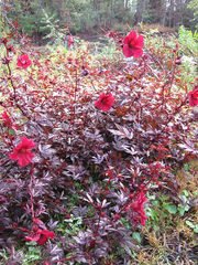 7 Live Cranberry Hibiscus Plant Clippings - Organic Edible Perennial, Perfect for Gardening & Cooking