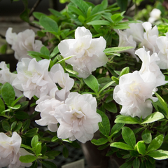 Hardy Gardenia Azalea Rhododendron - Deciduous Starter Plant with Double White Blooms