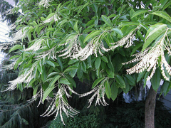 100 Lily of the Valley Sourwood Seeds (Oxydendrum arboreum), Honey Bee Tree, Fragrant White Flowers, Native Tree, Wildlife Friendly