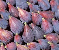 3 Fig Trees “Andijan” Rare Unrooted Cuttings - Ficus Carica, Sweet & Delicious, Ideal for Rooting, Grafting, Hardy Fruit Tree, Organic