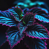 20 Rare Coleus Seeds - Stunning Blue, Black & Green Leaf Variety - Unique Colorful Foliage for Garden, Pot, Indoor or Outdoor
