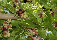 3 Dwarf Everbearing Mulberry Trees - Morus nigra | Starter Plants | Compact Fruit Tree for Containers & Edible Landscaping