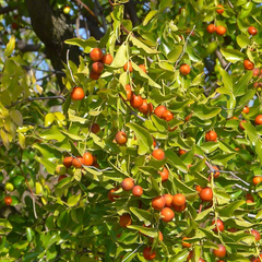 5pcs Jujube Unrooted Cuttings (Ziziphus jujuba), Edible Fruit Tree, Grow Your Own Sweet Dates, Perfect for Garden & Orchard Planting