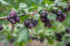 Jostaberry Cuttings - Set of 12 Unrooted Cuttings, Ribes × nidigrolaria, Gooseberry/Black Currant Hybrid